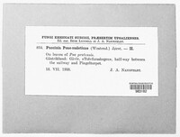 Puccinia poae-sudeticae image